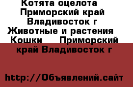 Котята оцелота. - Приморский край, Владивосток г. Животные и растения » Кошки   . Приморский край,Владивосток г.